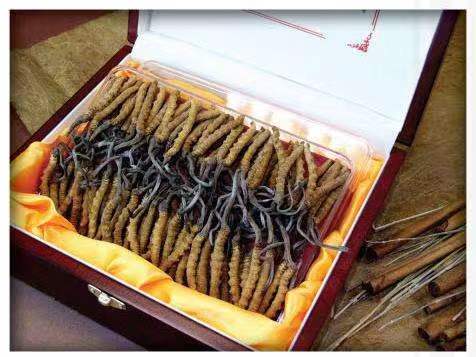 杭州冬虫夏草回收